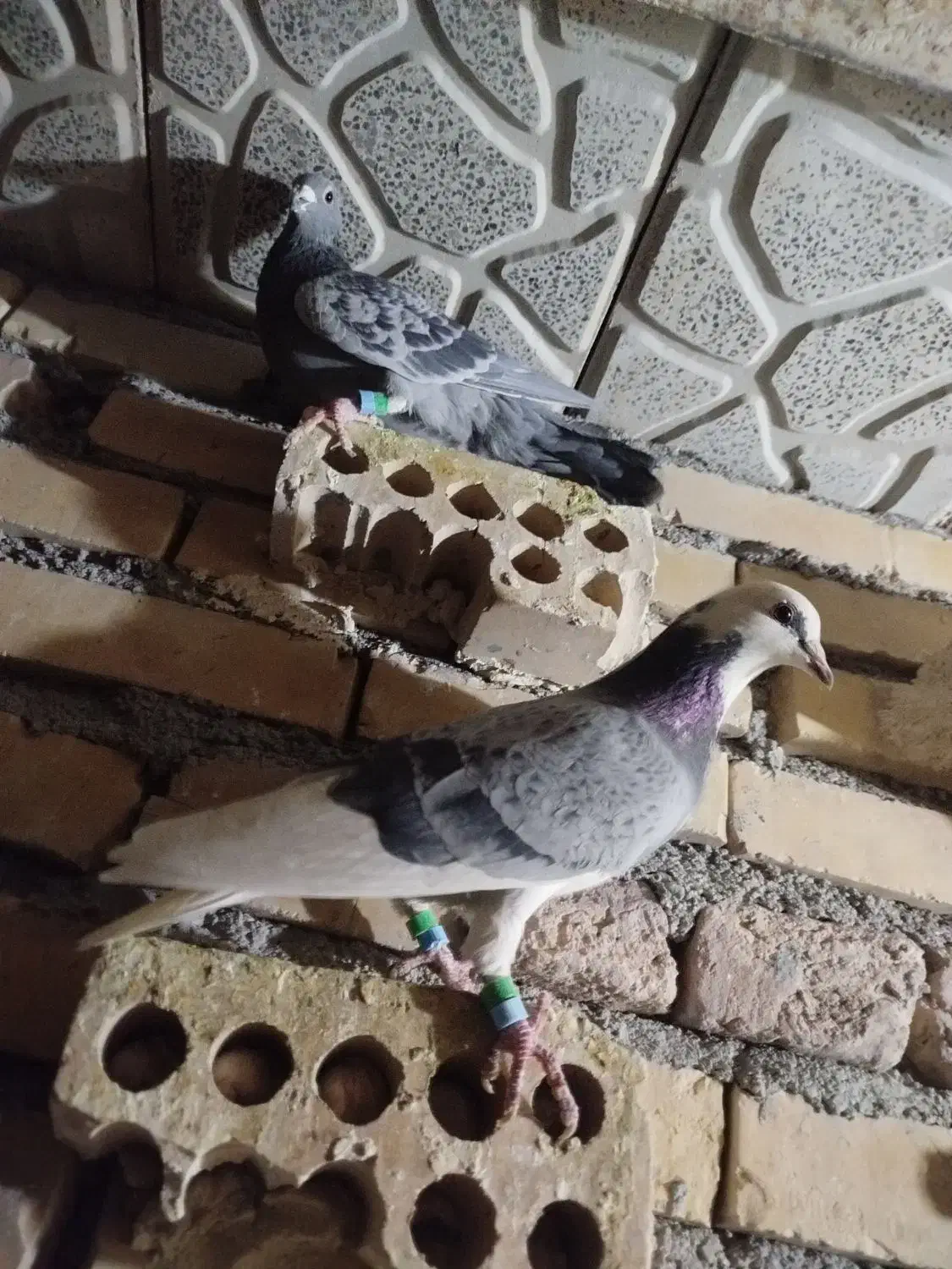 باسلام 36تاحیون یک نسوماده نسونرهمه جوانه جفت 650|پرنده|پائین جام, |دیوار