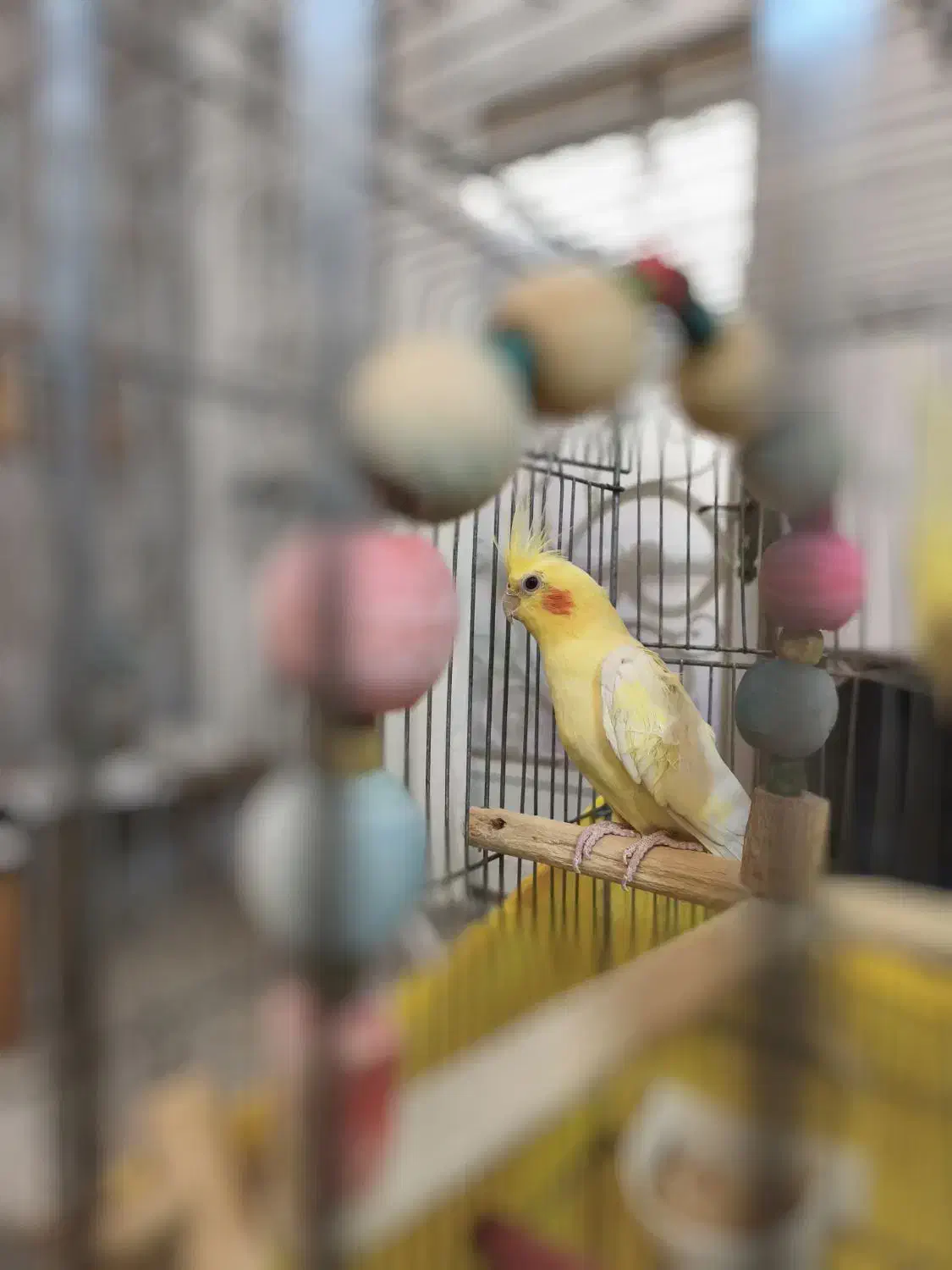 عروس هلندی نر 3 ساله معاوظه با سیامون نربالغ|پرنده|گرمسار, |دیوار