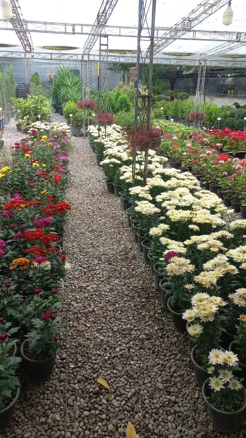 همسفر هرمز|فعالیت داوطلبانه|بابل, |دیوار