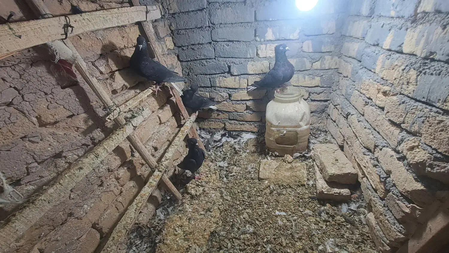 پرنده|پرنده|تربت‌حیدریه, شهرک ولیعصر|دیوار