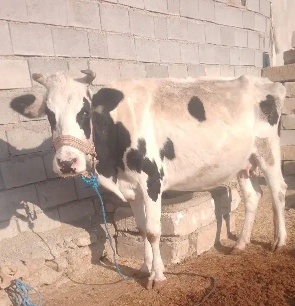 گاوهلشتاین اصل|حیوانات مزرعه|اندیکا, |دیوار