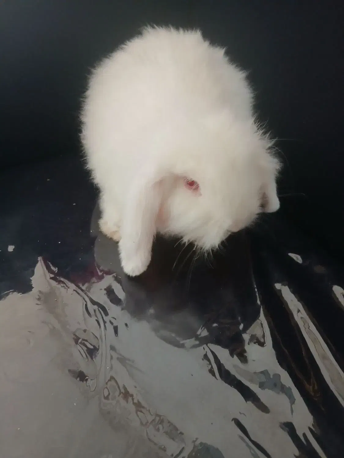 خرگوش لپی اصل|موش و خرگوش|رفسنجان, |دیوار