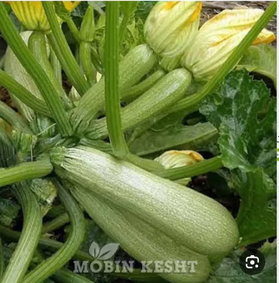 بذر کدو تک گل|گل و گیاه طبیعی|عنبرآباد, |دیوار