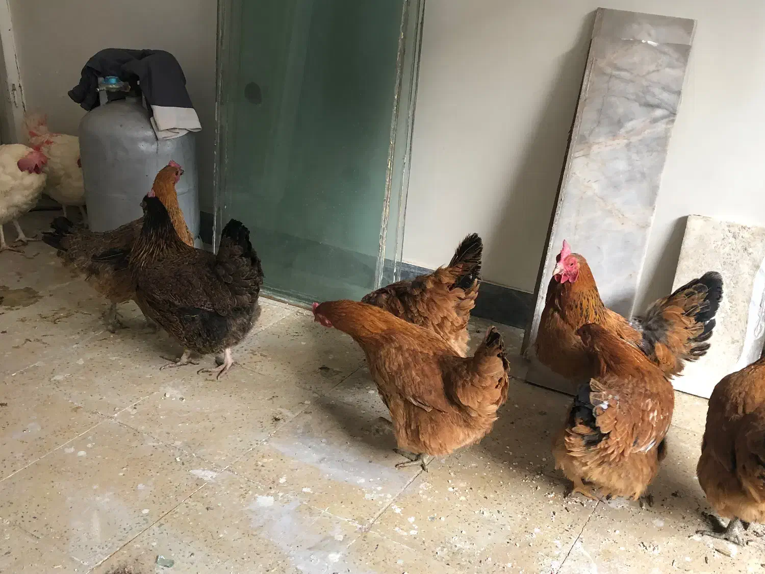 مرغ|حیوانات مزرعه|اندیشه, اندیشه فاز ۲|دیوار