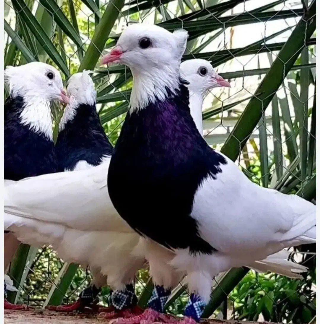 تعدادی کفتر طوقی..|پرنده|فولادشهر, A4|دیوار