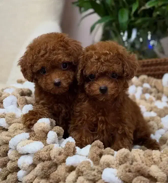 پودل تاینی و تدی|سگ|اصفهان, شهرک امام زمان|دیوار