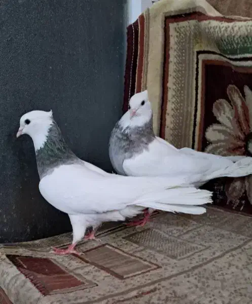 طوقی هفت رنگ|پرنده|مشهد, انقلاب|دیوار