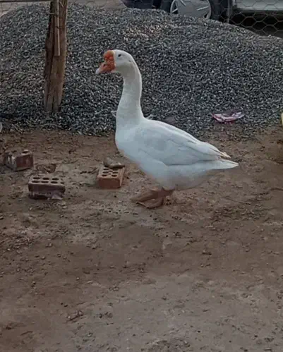 قوغاز نر|پرنده|فهرج, |دیوار