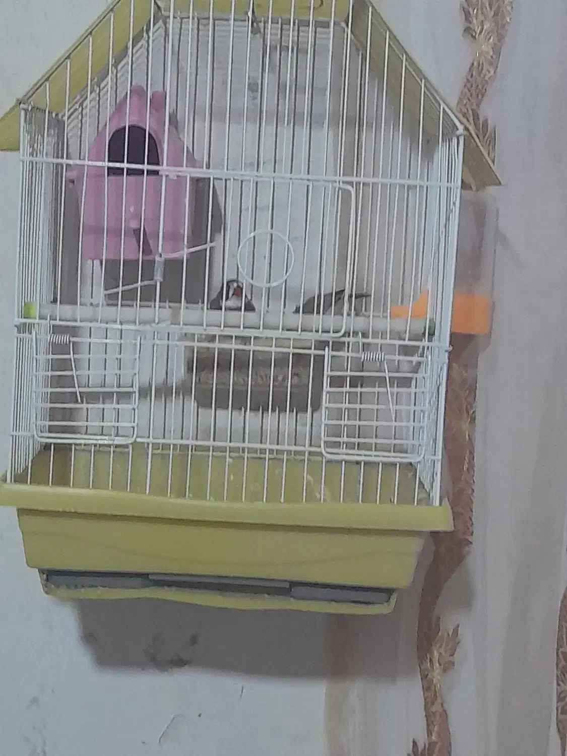 فنج نر و ماده|پرنده|مهربان, |دیوار