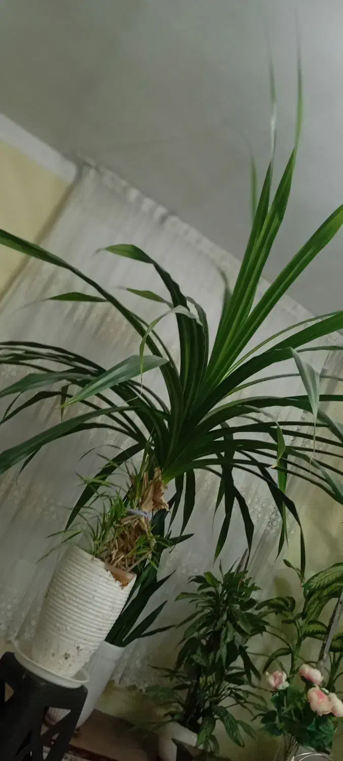 گل پاندانوس|گل و گیاه طبیعی|تهران, صد دستگاه|دیوار