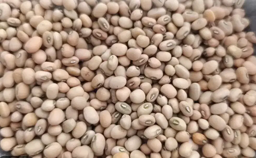 لوبیا جیرفتی|خوردنی و آشامیدنی|کهنوج, |دیوار