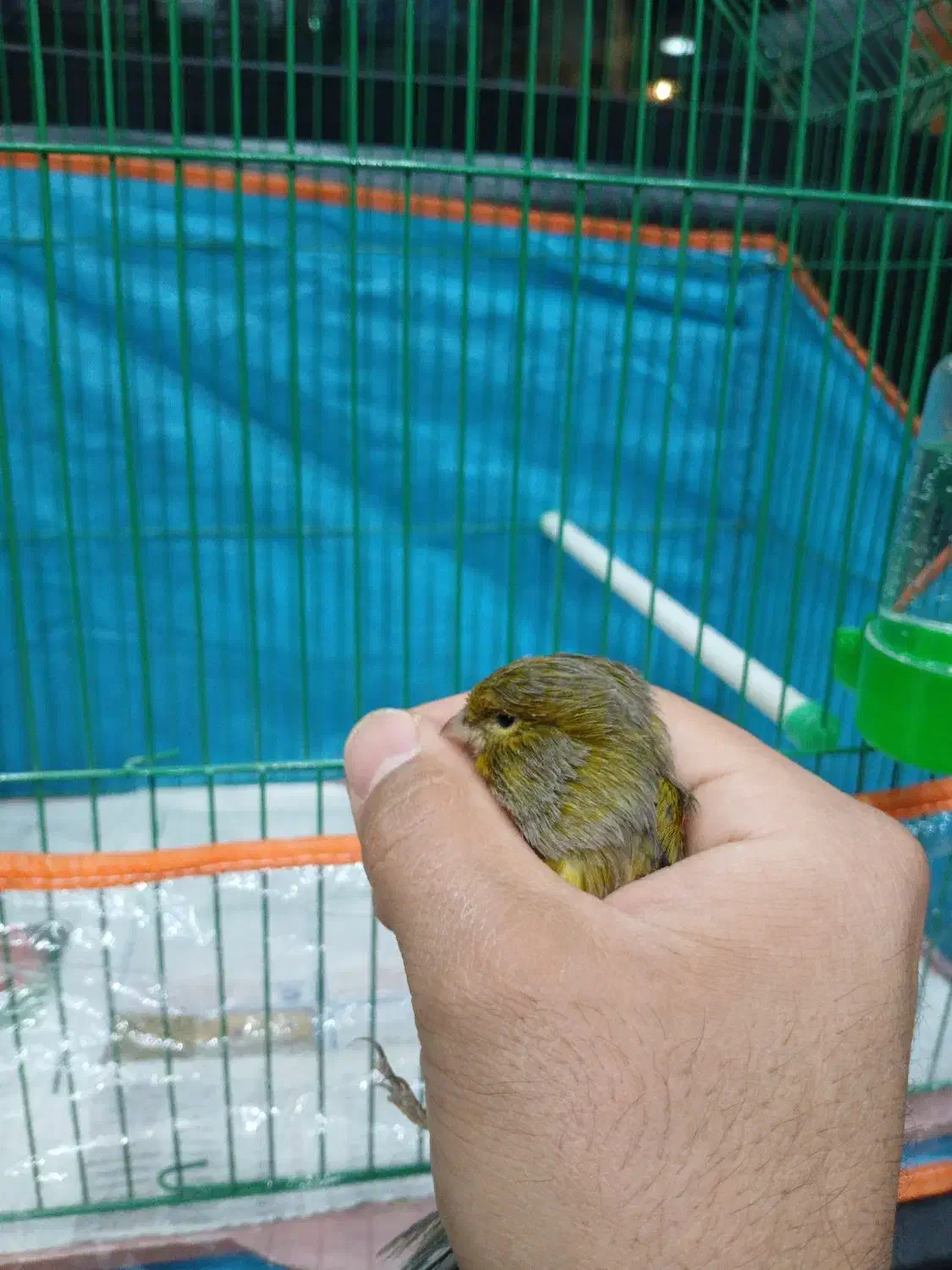 قناری قناری|پرنده|شاهرود, |دیوار