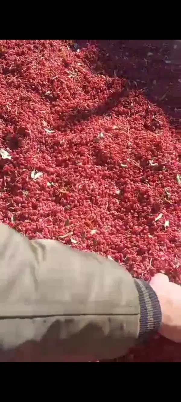 زرشک خشک فروشی|خوردنی و آشامیدنی|درمیان, |دیوار