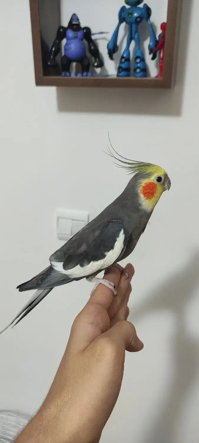 چهار تا عروس هلندی|پرنده|رشت, بازار|دیوار