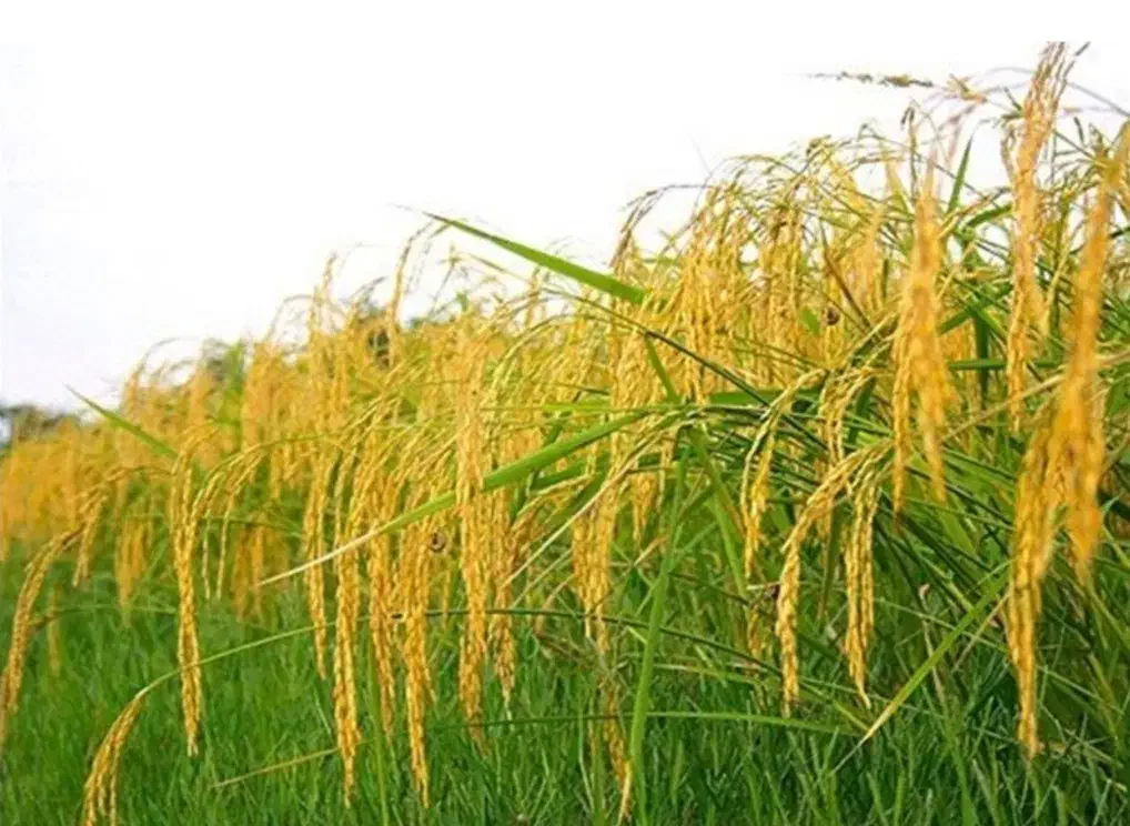 برنج دم سیاه|خوردنی و آشامیدنی|آزادشهر, |دیوار