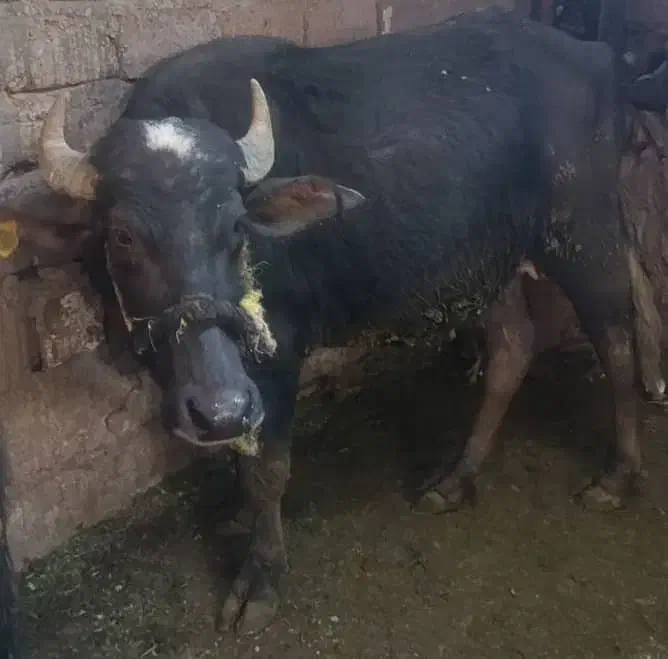 گتوند|حیوانات مزرعه|گتوند, |دیوار