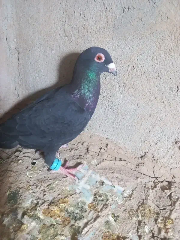 زاغ کرمونی نر|پرنده|شهرآباد, |دیوار