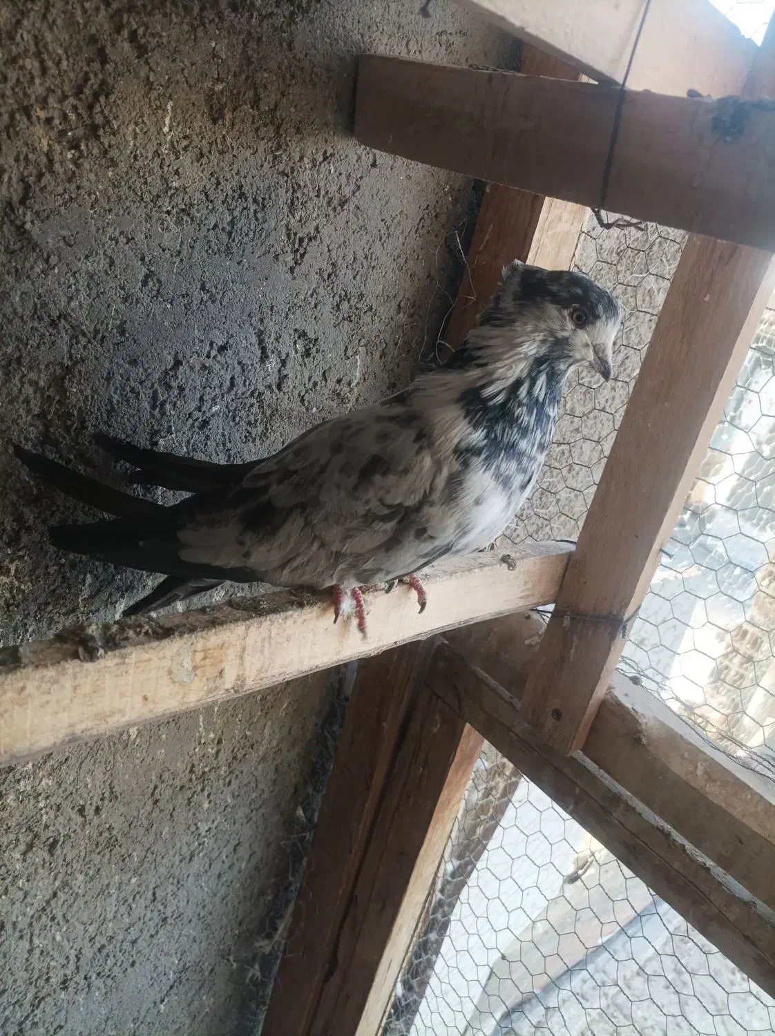 کبوتر هوایی|پرنده|شاهرود, |دیوار