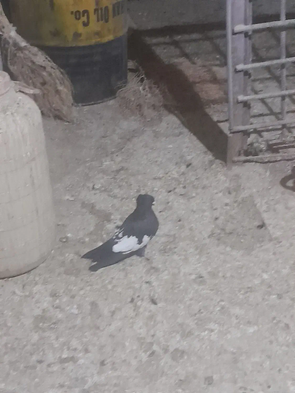 ابلق|پرنده|کرمانشاه, |دیوار