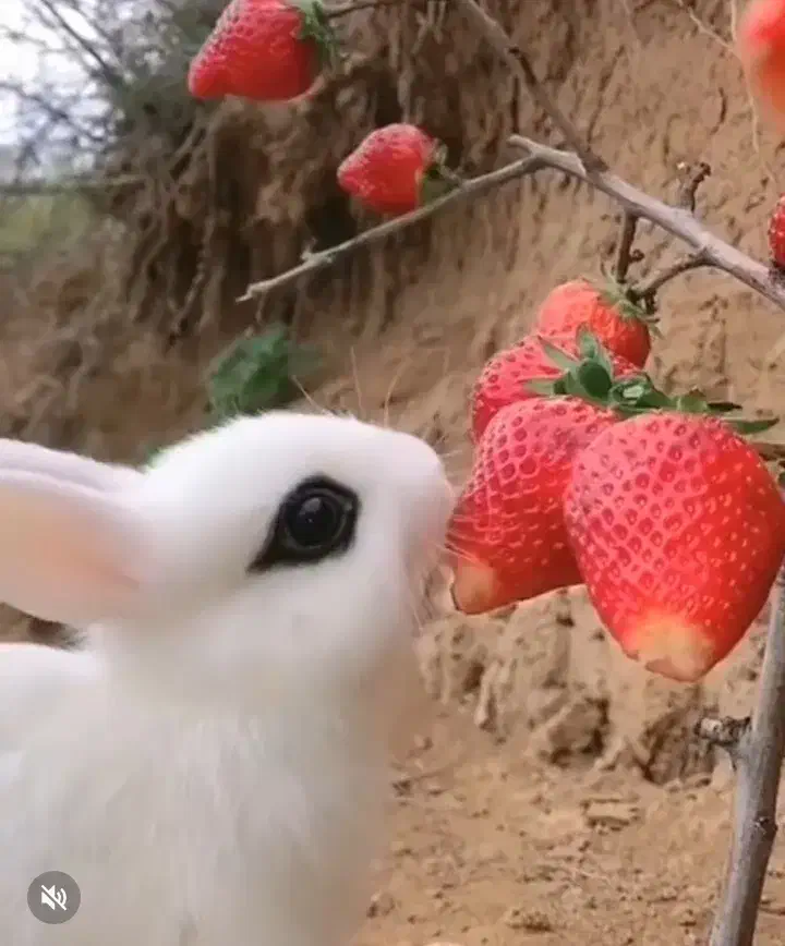 خرگوش مینیاتوری جرسی|موش و خرگوش|تهران, جیحون|دیوار