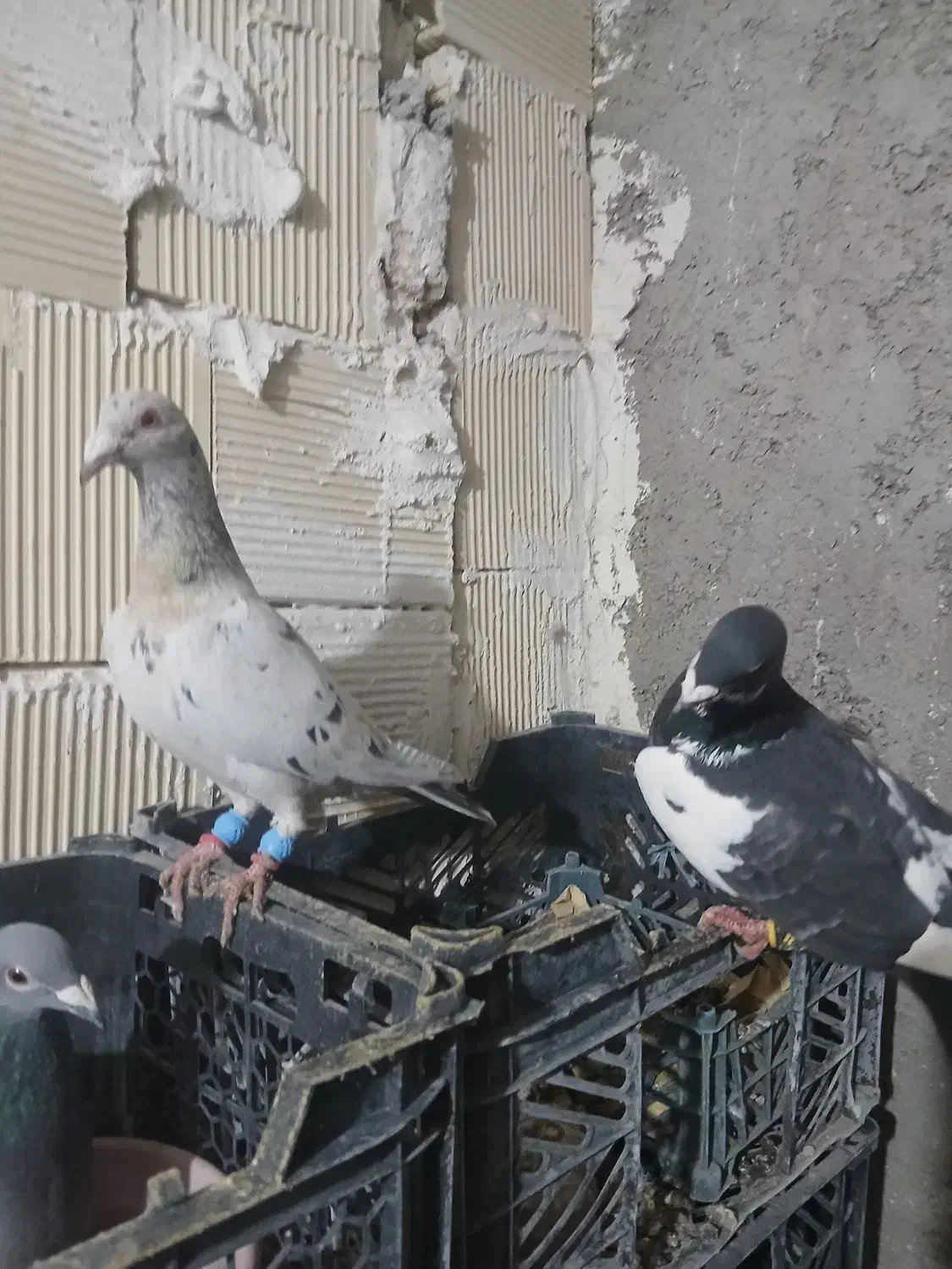 کبوتر|پرنده|دشتابی, |دیوار