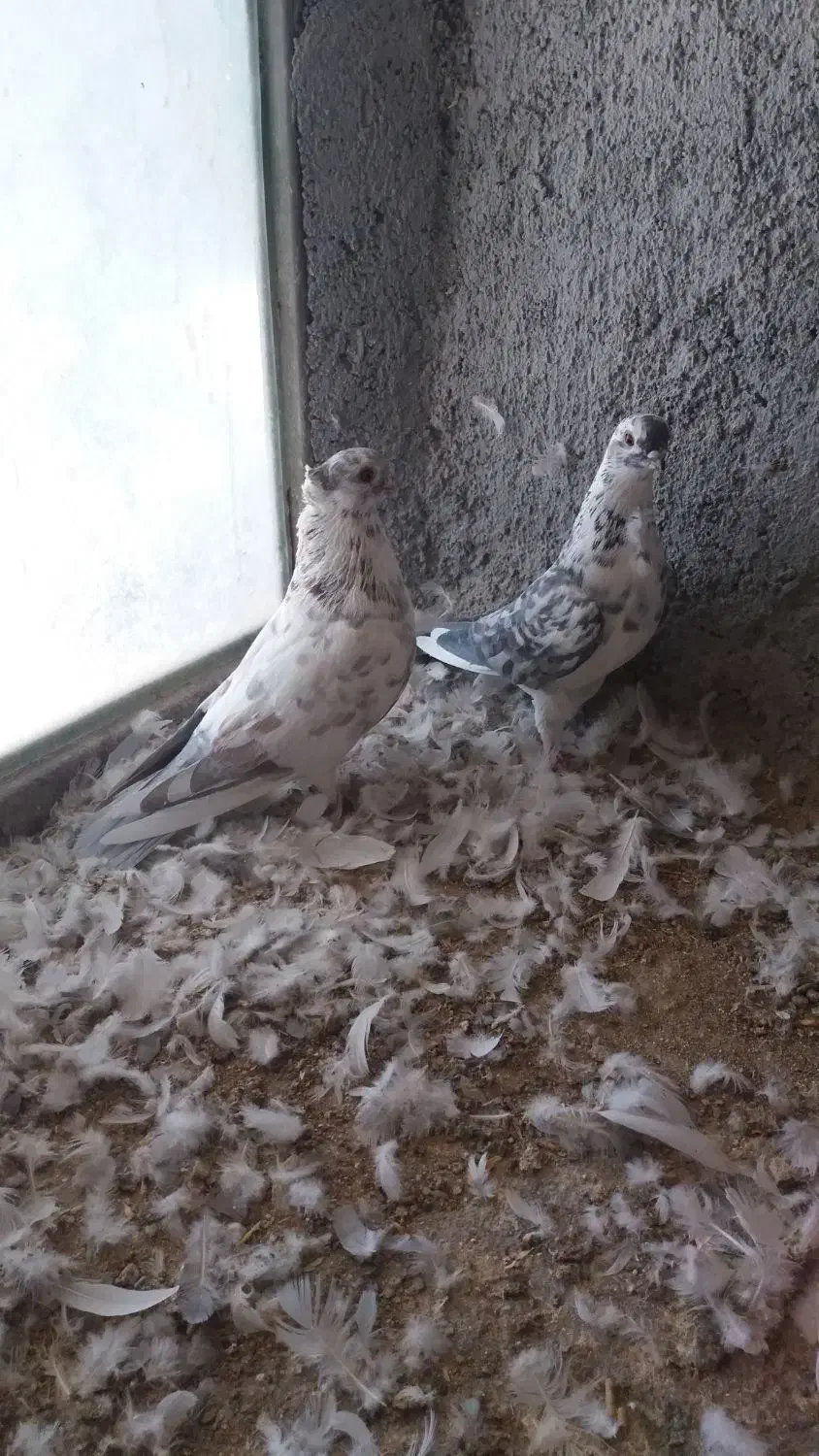 کبوتر فروشی|پرنده|شاهرود, |دیوار