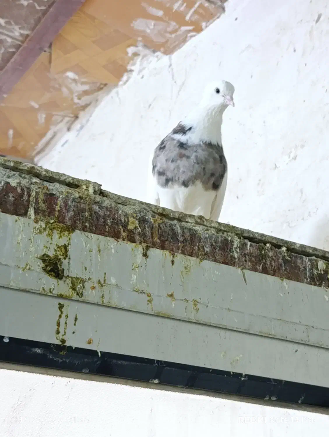 طوقی سرکه ای|پرنده|اردکان, |دیوار