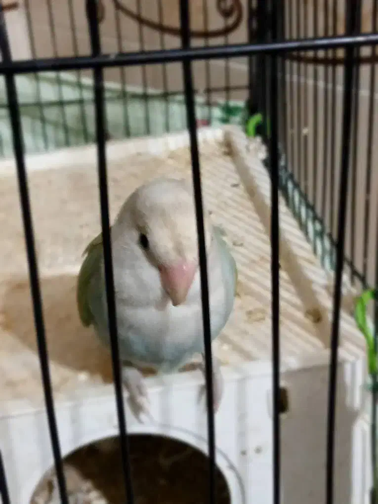 کتوله برزیلی|پرنده|کوه چنار, |دیوار