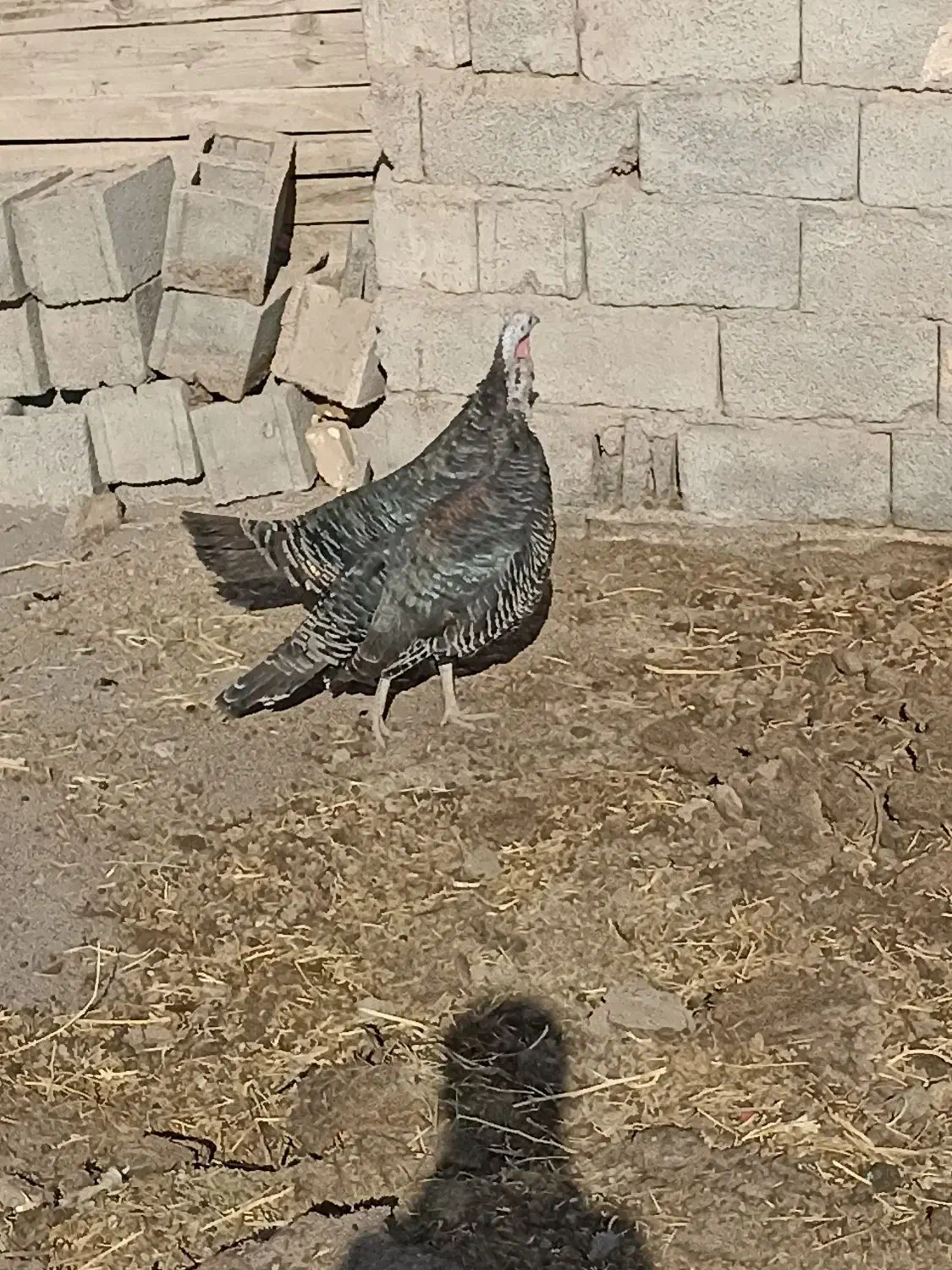 ۳عدد  خروس و ۲عدد بوقلمون ماده|حیوانات مزرعه|رفسنجان, |دیوار