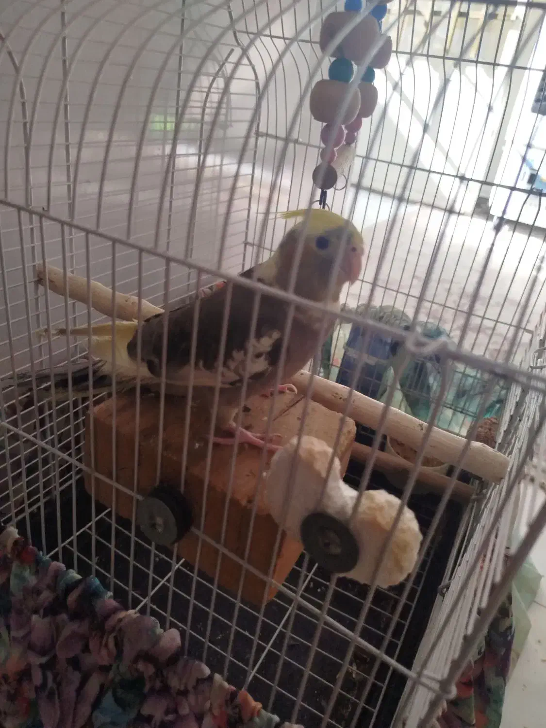 عروس هلندی ماده|پرنده|ری, فیروزآباد|دیوار