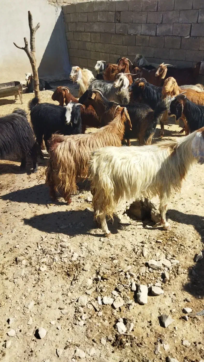 بزدرجه یک|حیوانات مزرعه|ایلام, |دیوار