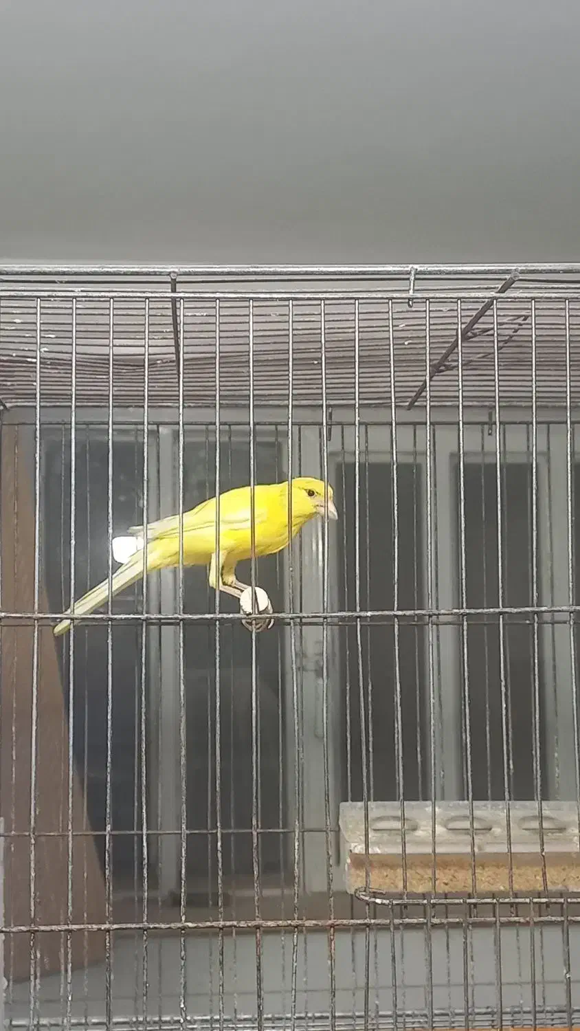 جفت قناری آماده|پرنده|اردکان, |دیوار