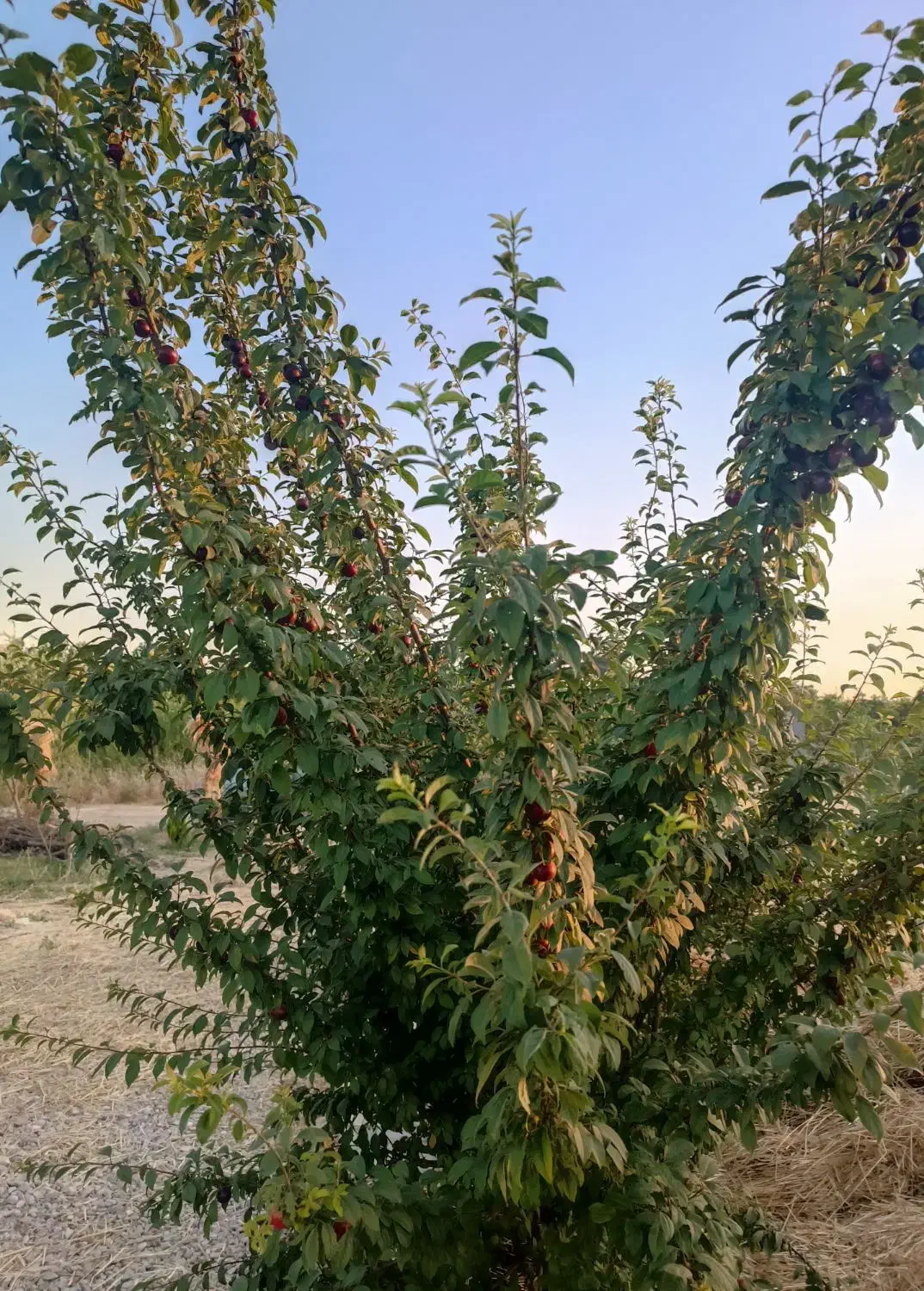 زمین باغ 500 متراآخر بلوار گلها جانبازان فاز 4|فروش زمین و ملک کلنگی|کرمانشاه, |دیوار