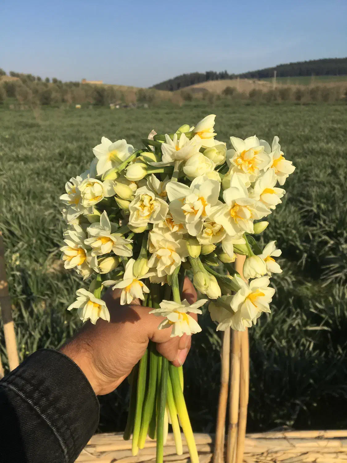 گل نرگس|گل و گیاه طبیعی|آزادشهر, |دیوار