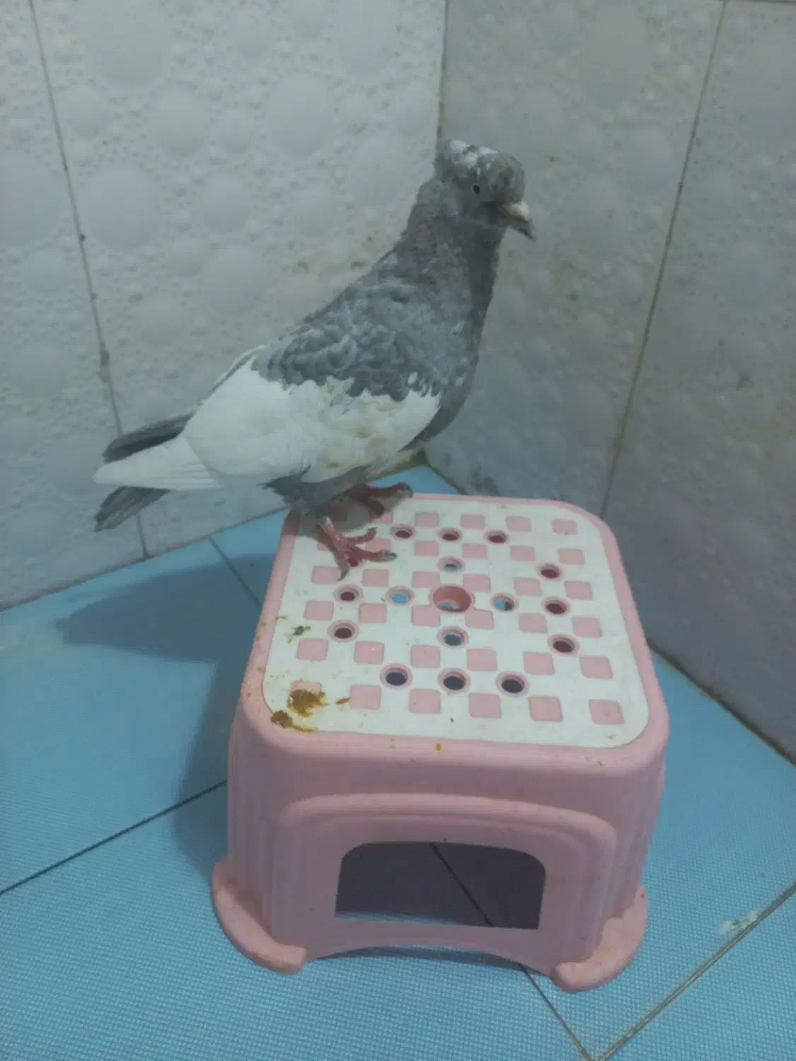 سینه الماسی|پرنده|شیراز, محراب|دیوار