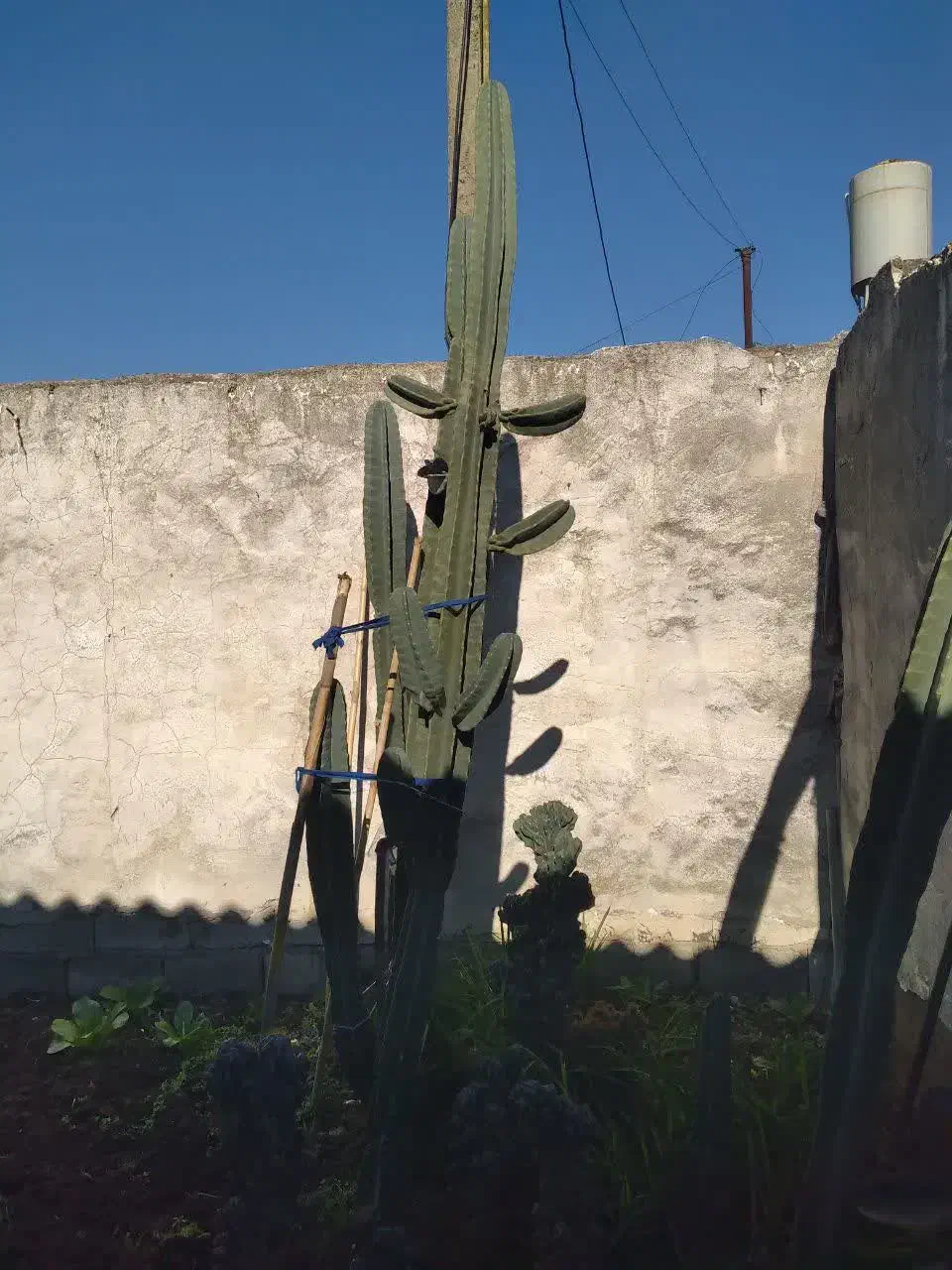 گل کاکتوس پریانوس قیمت مناسب|گل و گیاه طبیعی|کوهیخیل, |دیوار