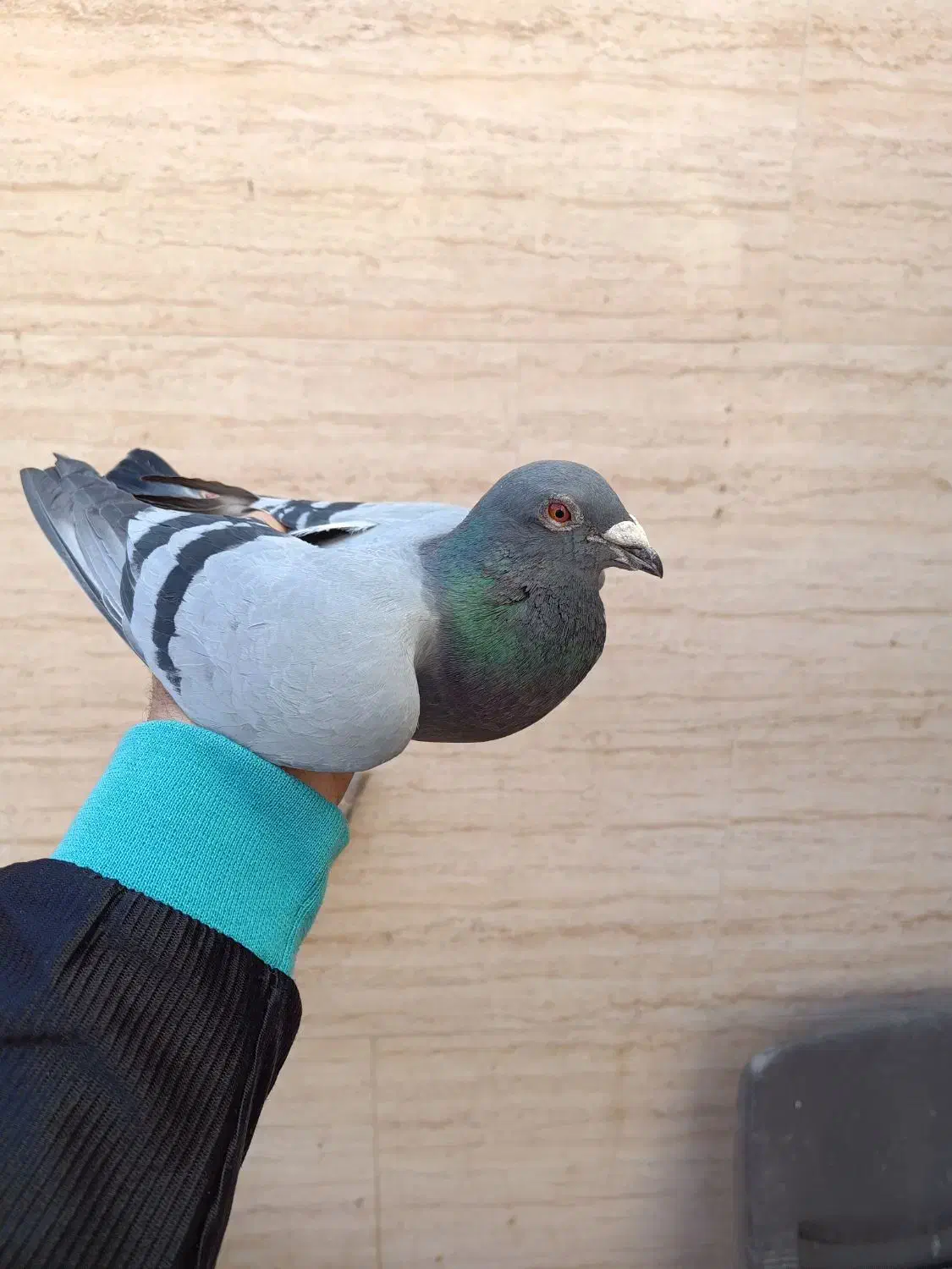 کفتر پلاکی|حیوانات|اسلامشهر, شهرک سعیدیه|دیوار