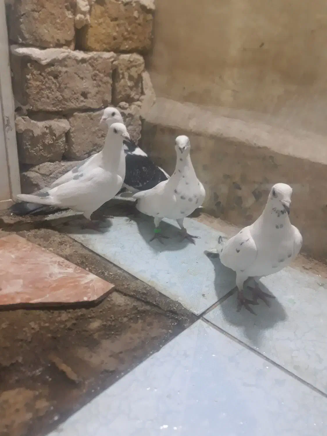 پلاکی|پرنده|خرم‌آباد, |دیوار