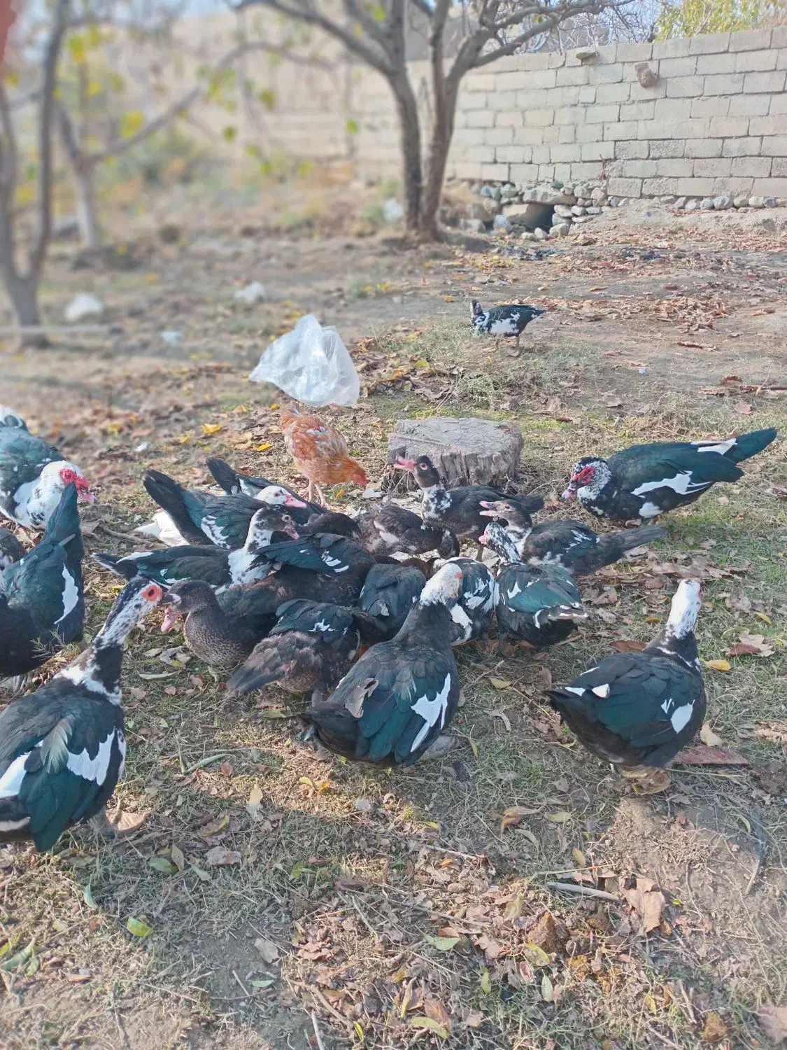 اردک شمال|حیوانات مزرعه|انزل, |دیوار