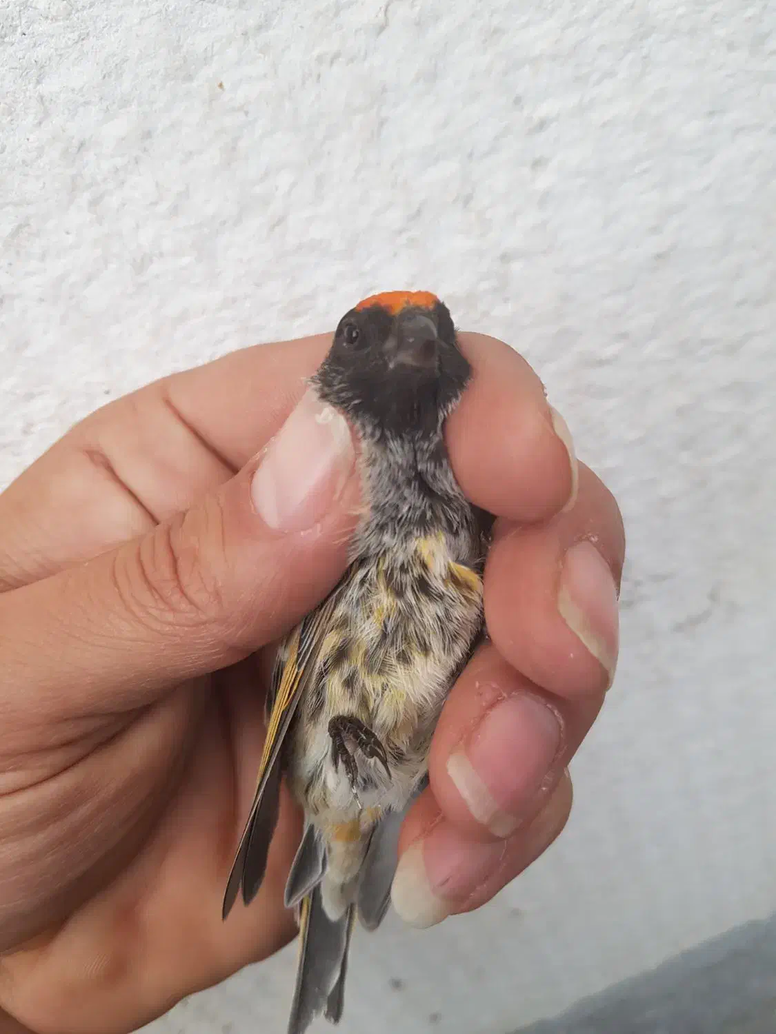 نر گلدار درجه یک|پرنده|مهاجران, |دیوار