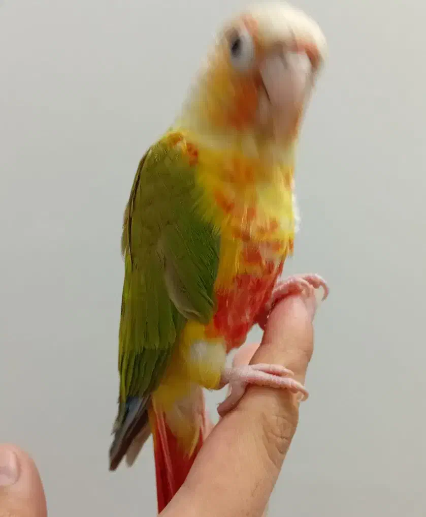 گرینچیک آناناسی اکستریم رد ، رد فکتور با تست جنسیت|پرنده|کاشمر, |دیوار