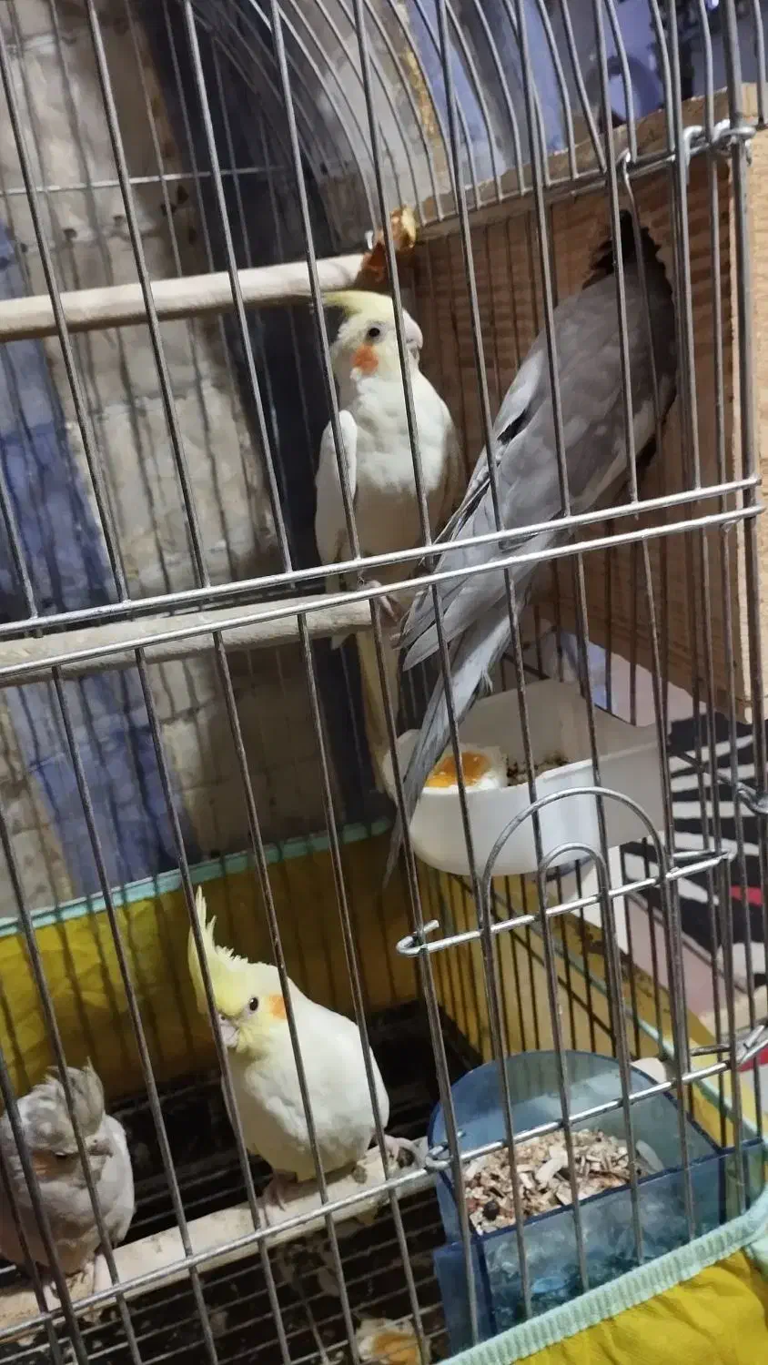 عروس هلندی تخم گذار|پرنده|یزد, |دیوار