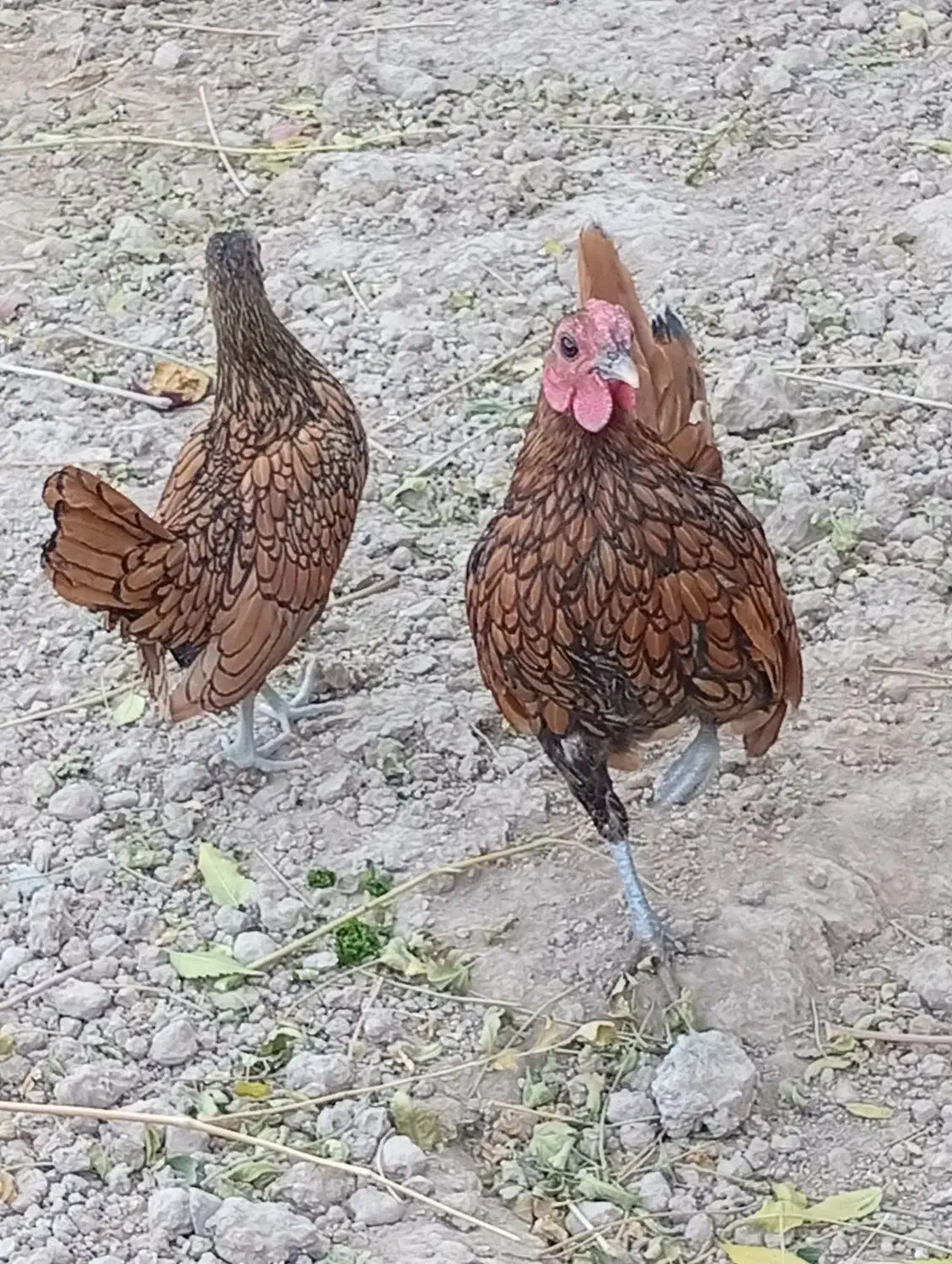 دو جفت مرغ و خروس بالغ مینیاتوری|پرنده|ری, فیروزآبادی|دیوار