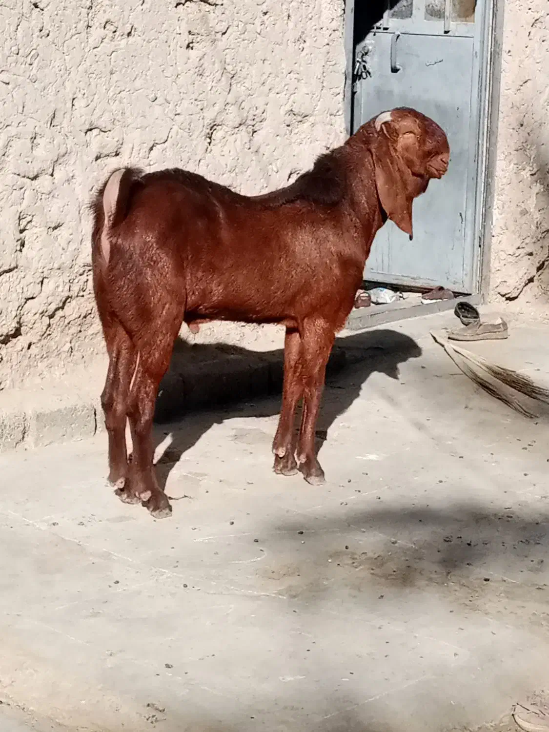 نربزپنچابی جوان 10ماهه|حیوانات مزرعه|مهرستان, |دیوار