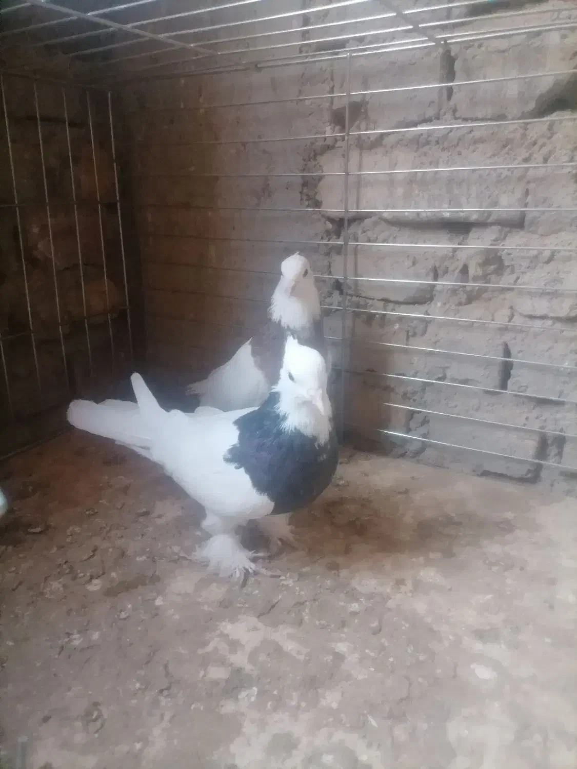 طوقی|پرنده|زارچ, |دیوار