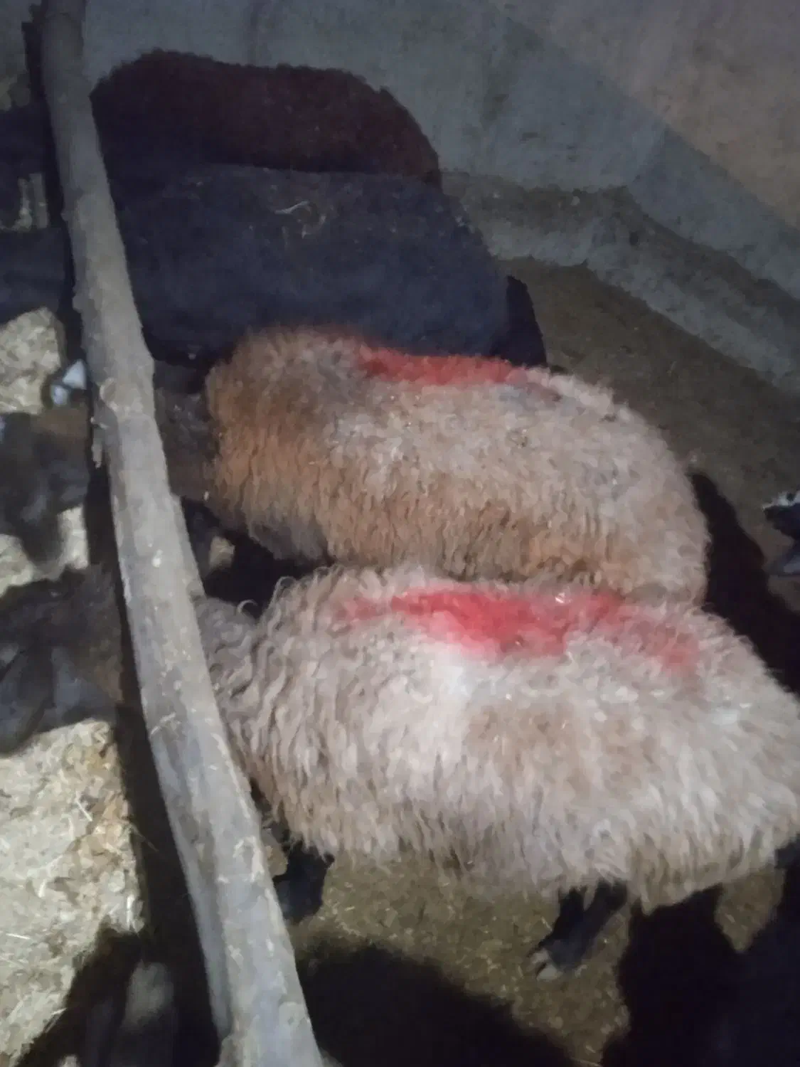 هفت عدد گوسفند جوان دامزلیخ|حیوانات مزرعه|سراب, |دیوار