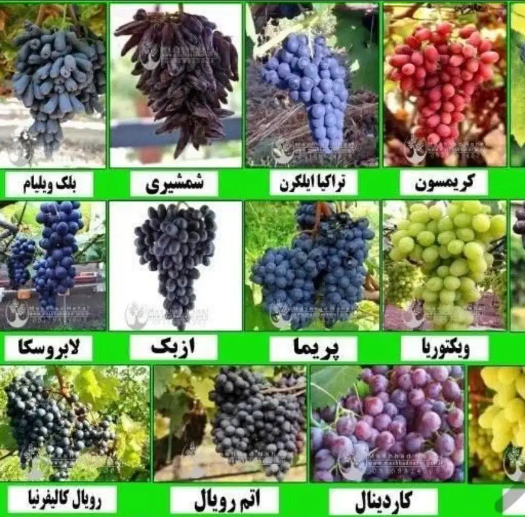 هرس و سایر خدمات باغبانی|خدمات باغبانی و درختکاری|میاندوآب, |دیوار