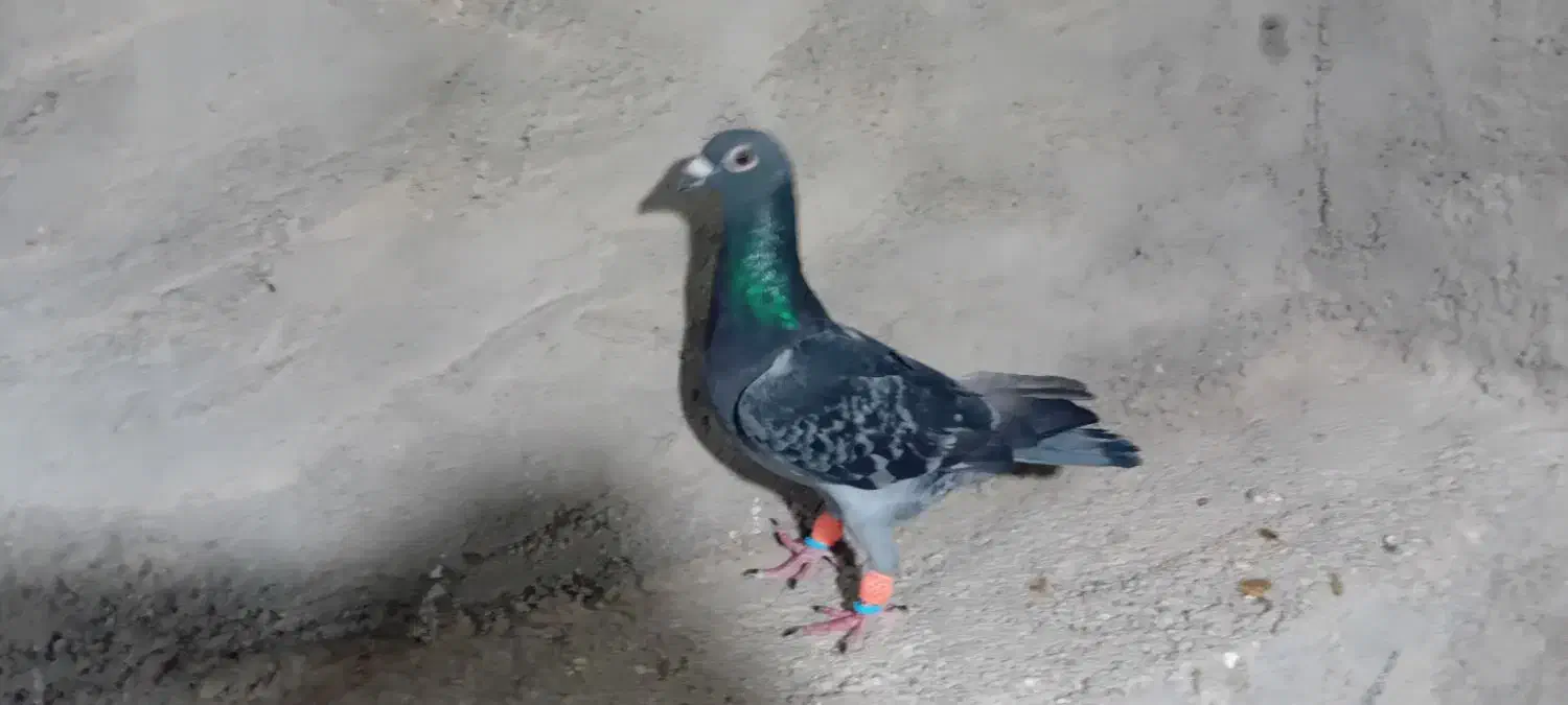 پشت بسته نر|پرنده|اهرم, |دیوار