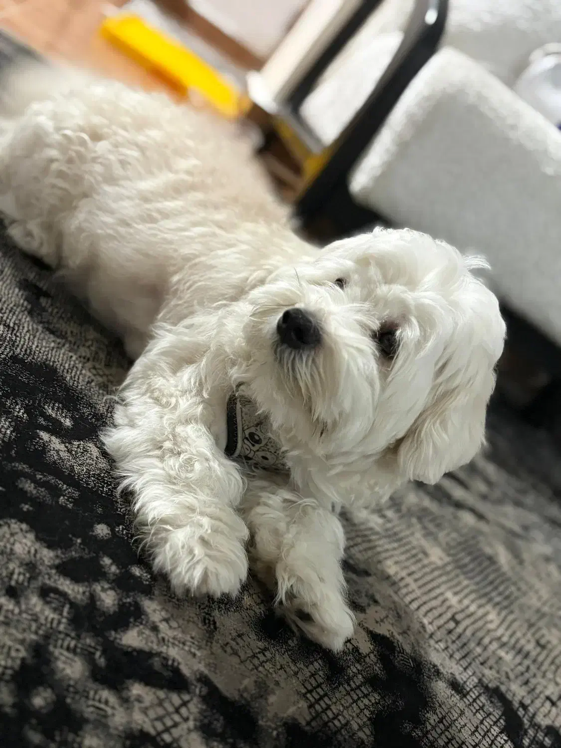 حیوانات خانه گی|سگ|رشت, یخسازی|دیوار