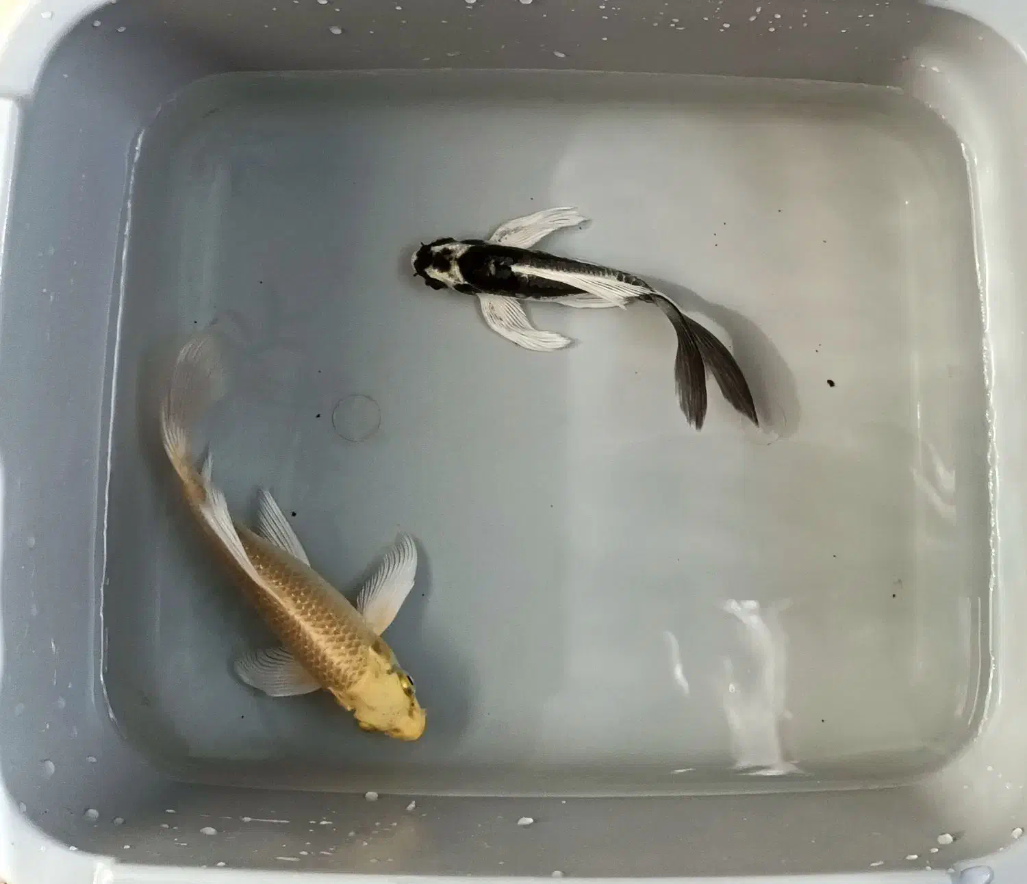 ماهی کوی نژاد دار باله بلند A|ماهی|پرند, فاز ۳|دیوار